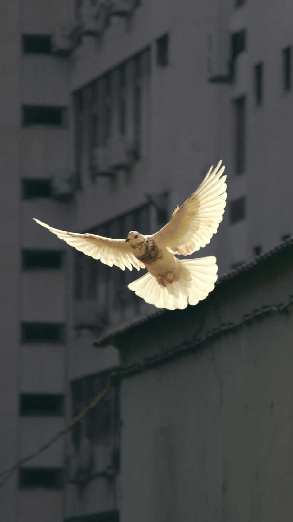 Peace